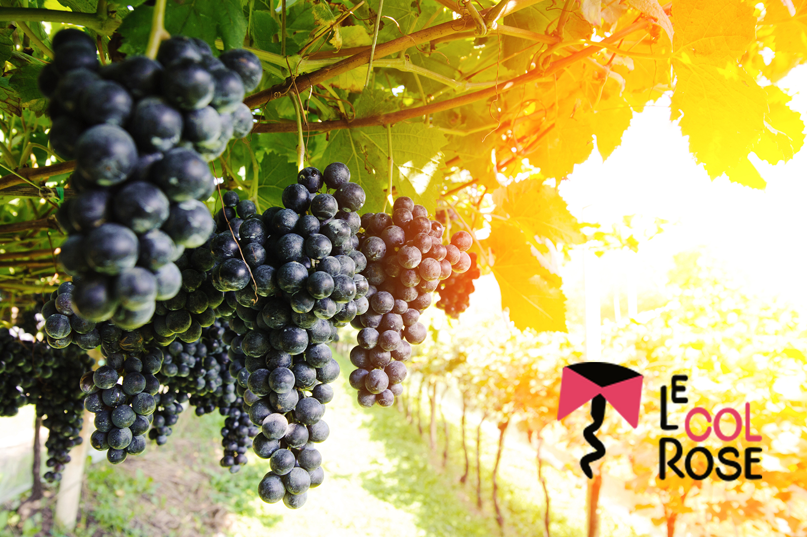 LE COLROSE : CONCEVEZ VOTRE PROPRE VIN GRÂCE À UNE EXPÉRIENCE UTILISATEUR  INÉDITE